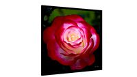 Quadro Única rosa - Galeria9, por Martiniano Ferraz
