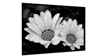 Quadro Flores do jardim (PB) - Galeria9, por Martiniano Ferraz