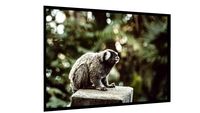 Quadro Mico Brasileiro - Galeria9, por HitTheRoadFred