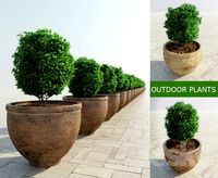 Outdoor Plants # 2