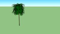 Amstel King Ficus