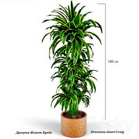 Dracaena Janet Craig