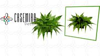 ARRANJO DE SAMAMBAIA MOD 1 ARJ-869- CASEMIRO DECOR