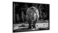 Quadro Rinoceronte - Galeria9, por RENATO MOLÁS