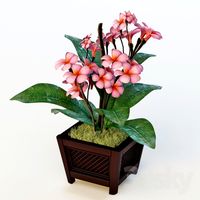 Plumeria