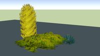 juniperus gold and gold berberys