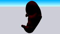 human embryo 6 week