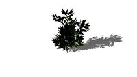 Laurus nobilis (bayleaf)