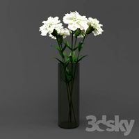 Carnation