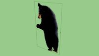 2d_sloth_bear_standing_pose