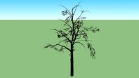 baum