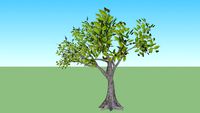 baum