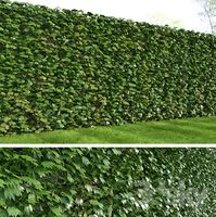 Ivy & Ivy