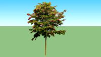 Robinia “Casque Rouge”