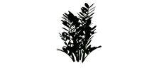Cây ổi cảnh