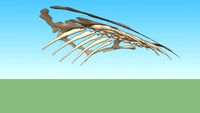 Turtle Skeleton
