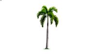 PALMIER TROPICAL 2
