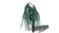 3D Landscape Plant Weeping Blue Atlas Cedar Tree Cedrus atlantica 'glauca pendula'