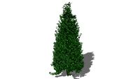 3D Plant - Dragon Lady Holly Tree Ilex × aquipernyi