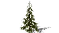 3D Plants -Weeping Alaskan Cedar Tree -Chamaecyparis nootkatensis