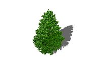 3D Landscape Plant Dwarf Hinoki Cypress Shrub Chamaecyparis obtusa