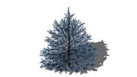 3D Landscape Plant -Picea Pungens 'Montgomery' Blue Spruce Shrub
