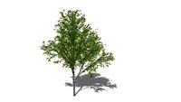 3D Landscape Tree - Gleditsia triacanthos Thornless Honey Locust