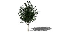 3D Landscape Tree - Tilia cordata Littleleaf Linden