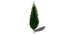 3D Landscape Tree - Hornbeam Fastigiata - Carpinus betulus