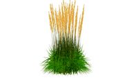 3D Landscape Plant - Calamagrostis acutiflora 'Karl Foerster' Feather Reed Grass
