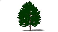 2D schematic sweet gum tree