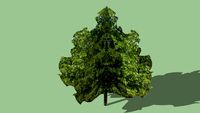 Oak Tree- Green Leaf