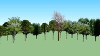 Arboles, parque la villita