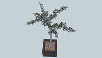 d'eucalyptus Arbre 3D tree Eucalipto