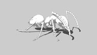 Ant