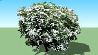 spirea japonica