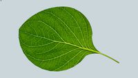 Leaf