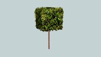 tilia cube