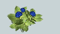 3D hortensia,Hydrangea,Hydrangea macrophylla, plante, arbre, arbuste