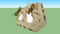Paper wasp nest