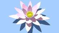 Water lily