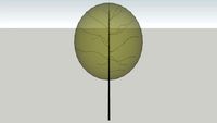 tilia trans
