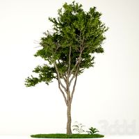Tree_vol1_004