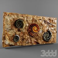 fossils / окаменелости