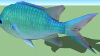 Green Chromis