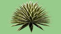 Agave - Planta