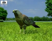 Red-Shouldered Hawk (Buteo Lineatus)3d model
