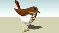 Hermit Thrush