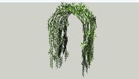 trellis vine