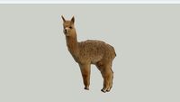 alpaca